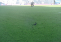 HR: HNK Rijeka - Hajduk Split. 2017-05-13