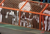 SRB: Crvena Zvezda Belgrade - Partizan Belgrade. 2019-03-02