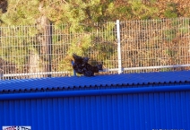 CZ: Fastav Zlin - 1.FC Slovácko. 2019-11-30